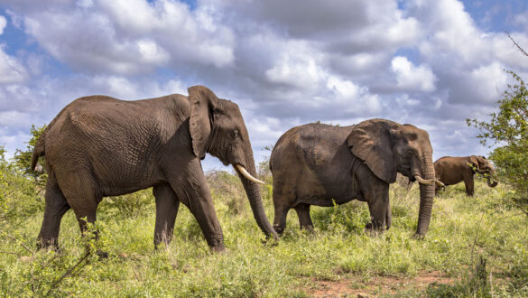Elephants roaming in the grassy wilderness in Africa